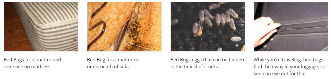 Bed Bugs 2