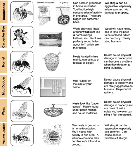 Bee Removal 2