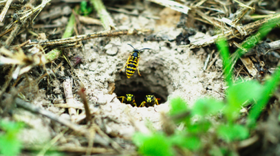 Bee Removal 